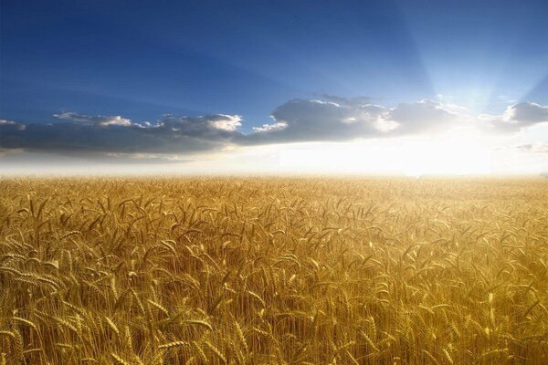 Campo dorado con trigo en la luz del sol