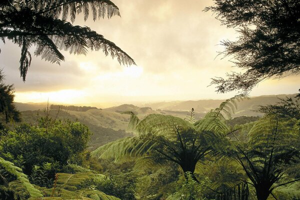 Forest with ferns in the Mexican valley