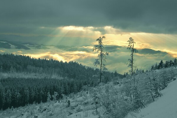 Скованный мороза и и снегом лес в лучах пробивающегося сквозь тучи солнца