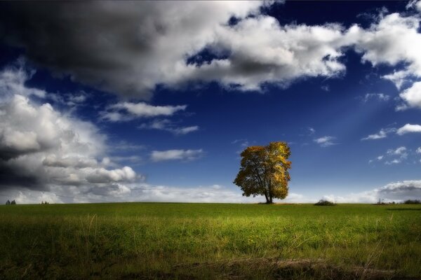 Arbre vert parmi les nuages Cirrus