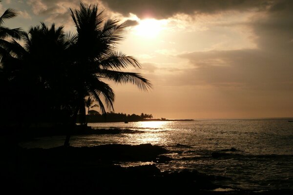 Palmeras en la playa