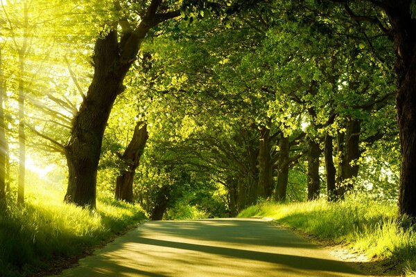 A cozy road through a green sunny forest