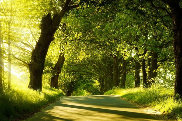 Уютная дорога через зелёный солнечный лес