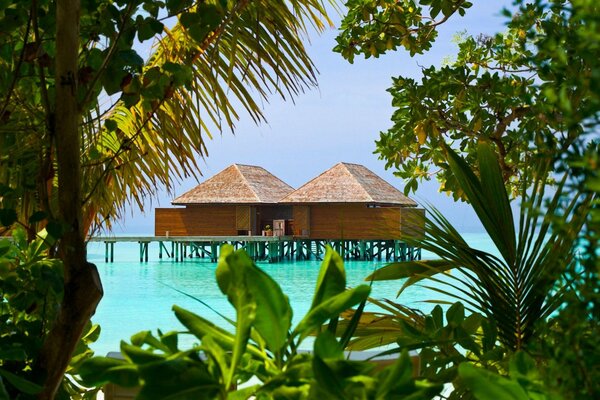 Maisons sur l océan près de la plage avec de la verdure