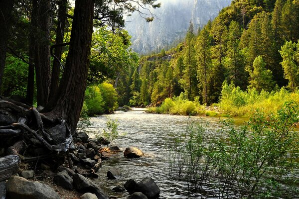 Un arroyo en el bosque en los Estados Unidos