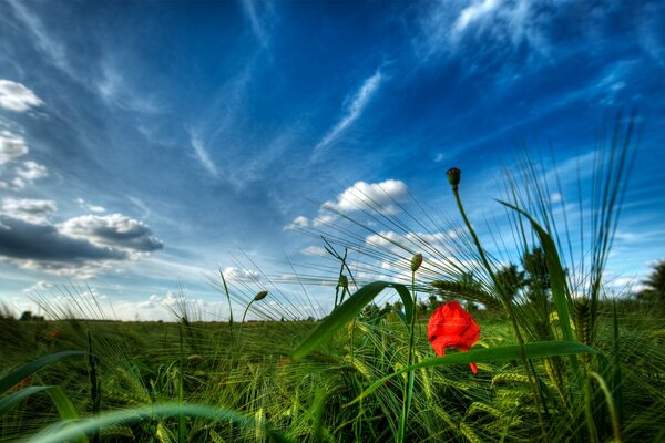 Wiesen mit Blumen auf Himmelshintergrund