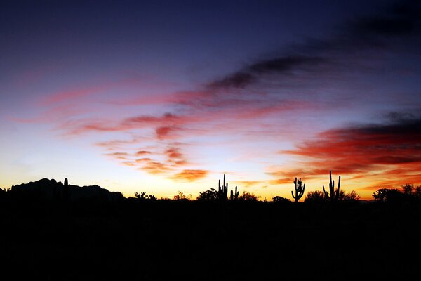 Tramonto chic e cactus scuri