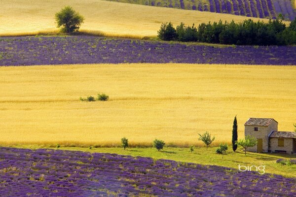 Casa en un campo de trigo y flores de color púrpura