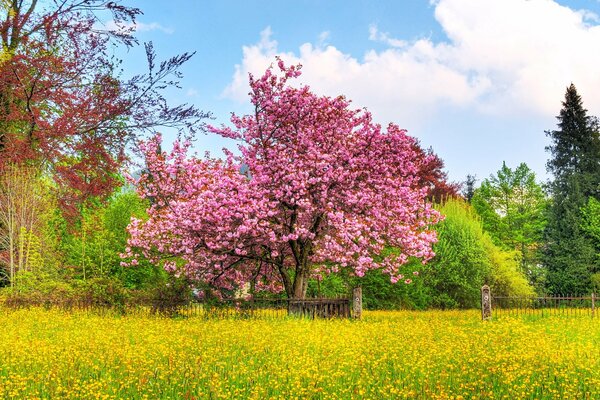 Cerisier en fleurs dans le parc près de la clôture