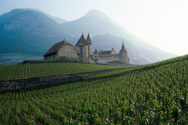 Beautiful castle in the field