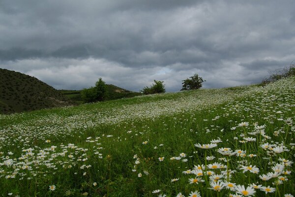 Ein schönes Feld von Gänseblümchen vor dem Regen