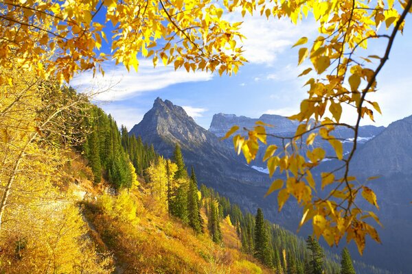 Montañas otoñales de Montana con hojas de bosque amarillo