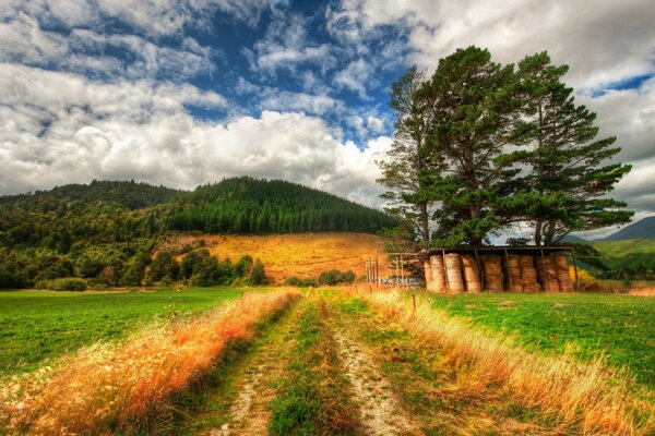 Der Weg zum Wald inmitten von grünem Gras