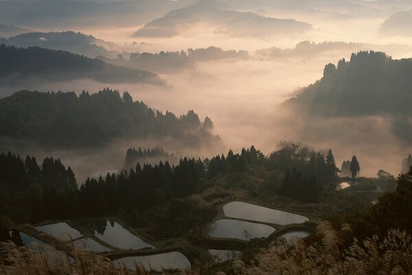 Travel to Japan. The forest is covered with fog