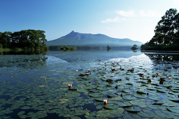 Mountain lake with many water lilies