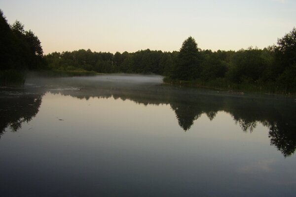 Reflejo del bosque de pinos en el espejo puro del lago