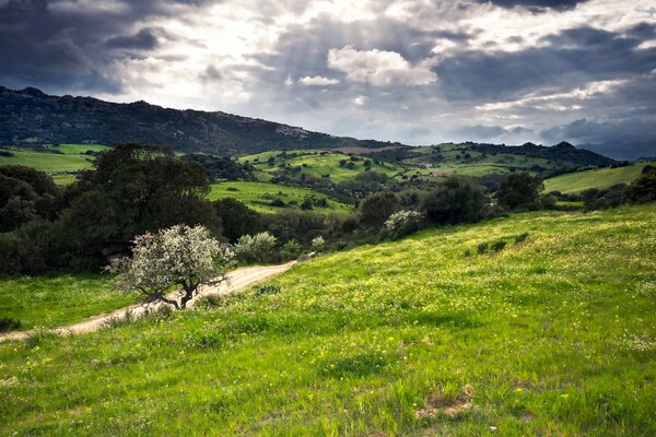 Colline verte en Sardaigne italienne