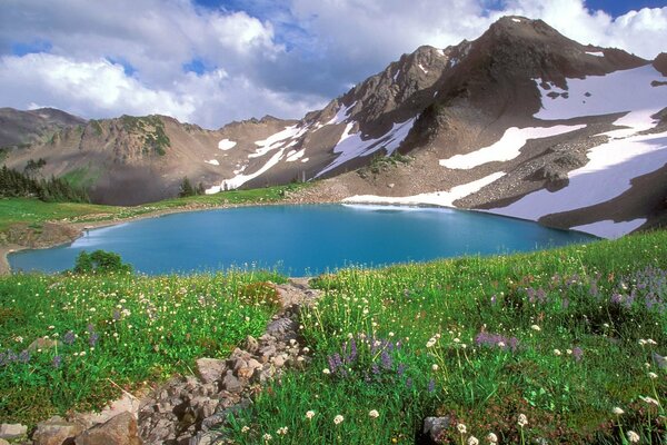 Flores blancas en el lago de montaña