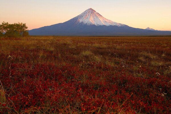 Herbe près du volcan au coucher du soleil. Kamtchatka
