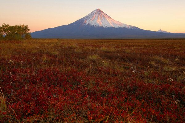 Erba vicino al vulcano al tramonto. Kamchatka