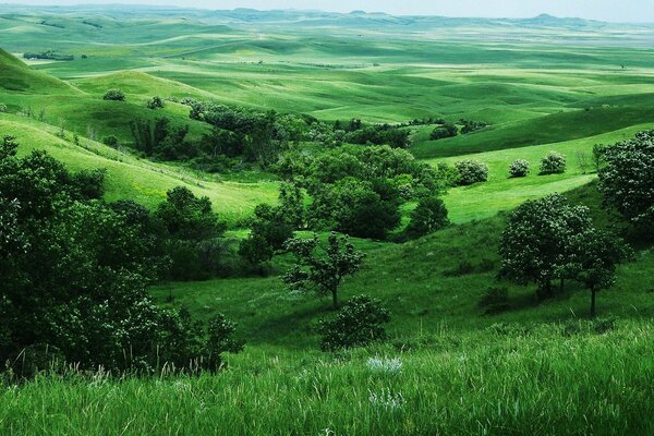 Bella foto del paesaggio verde