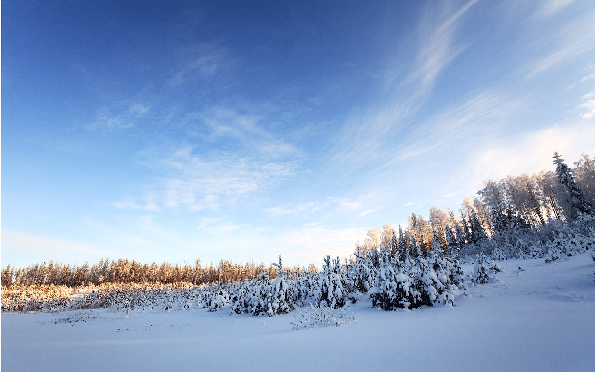 winter schnee himmel bäume wald