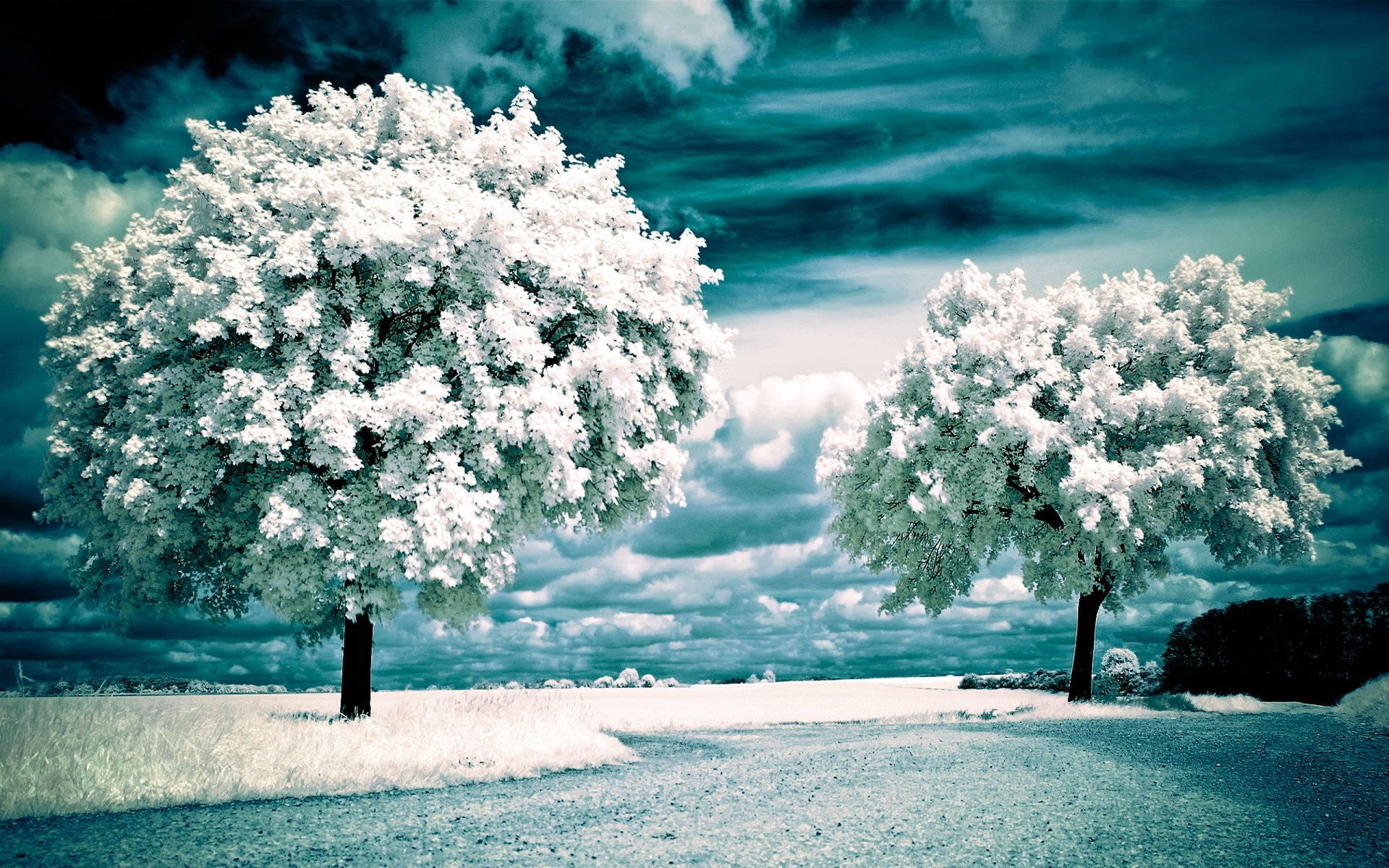 infrared landscape tree the field