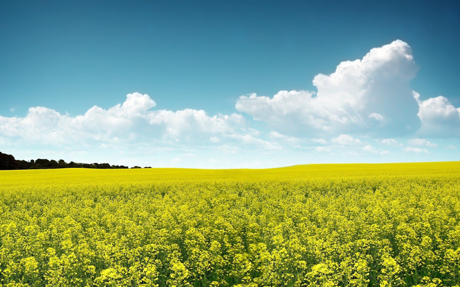 cielo campo flores