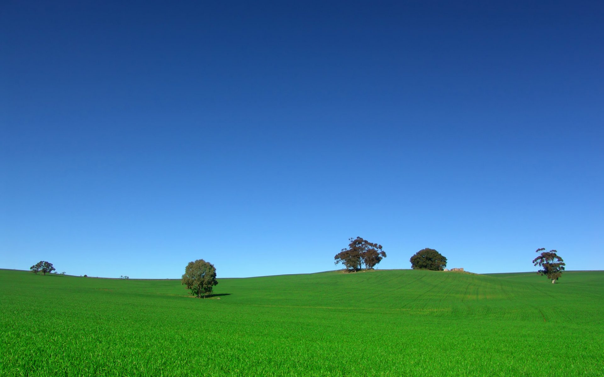 campo alberi cielo