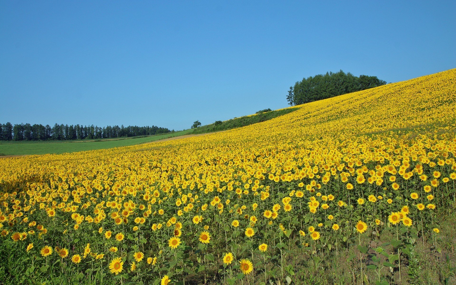 feld sonnenblumen