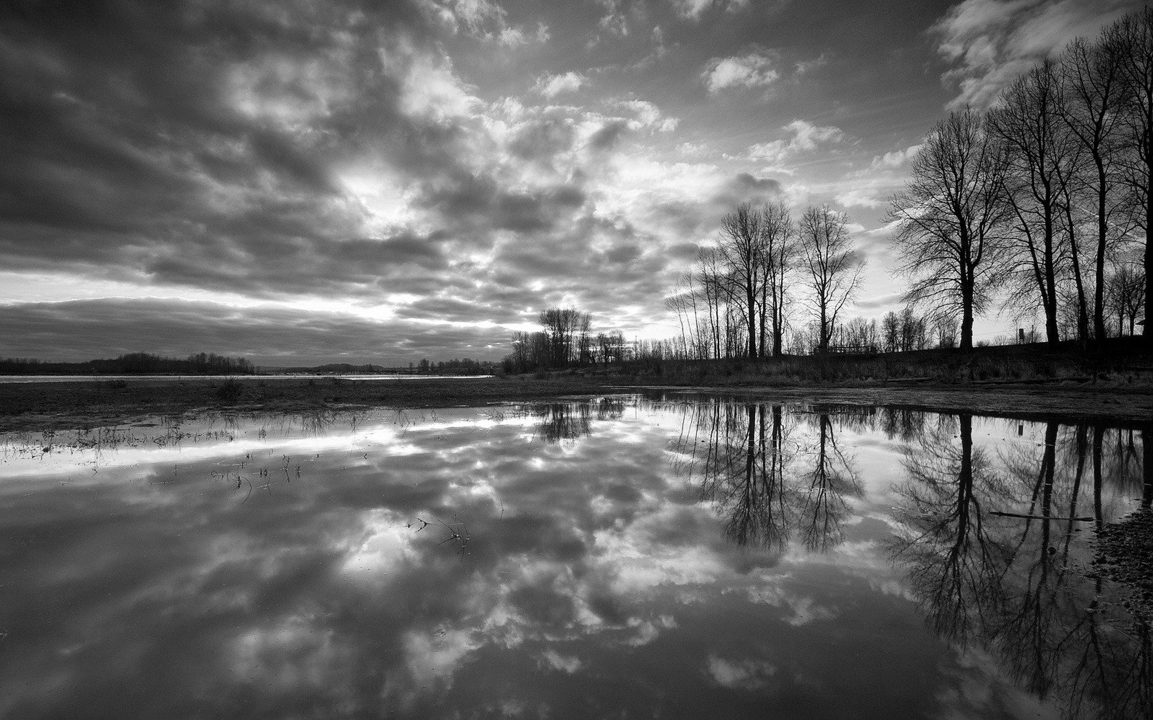 black and white tree reflection water