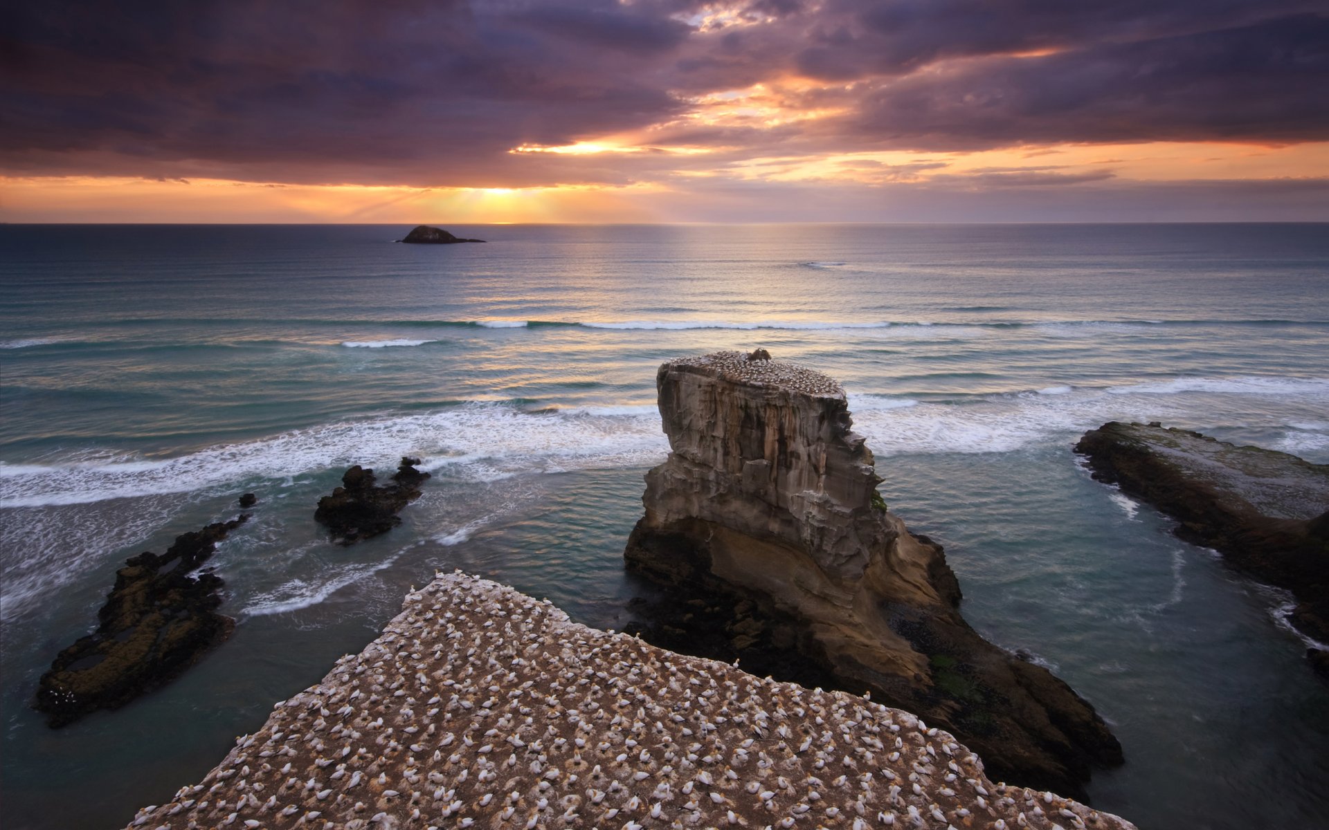 neuseeland vögel felsen küste meer himmel sonnenuntergang wasser