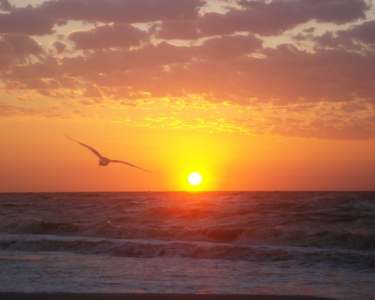 ea sunrise seagull sun wave