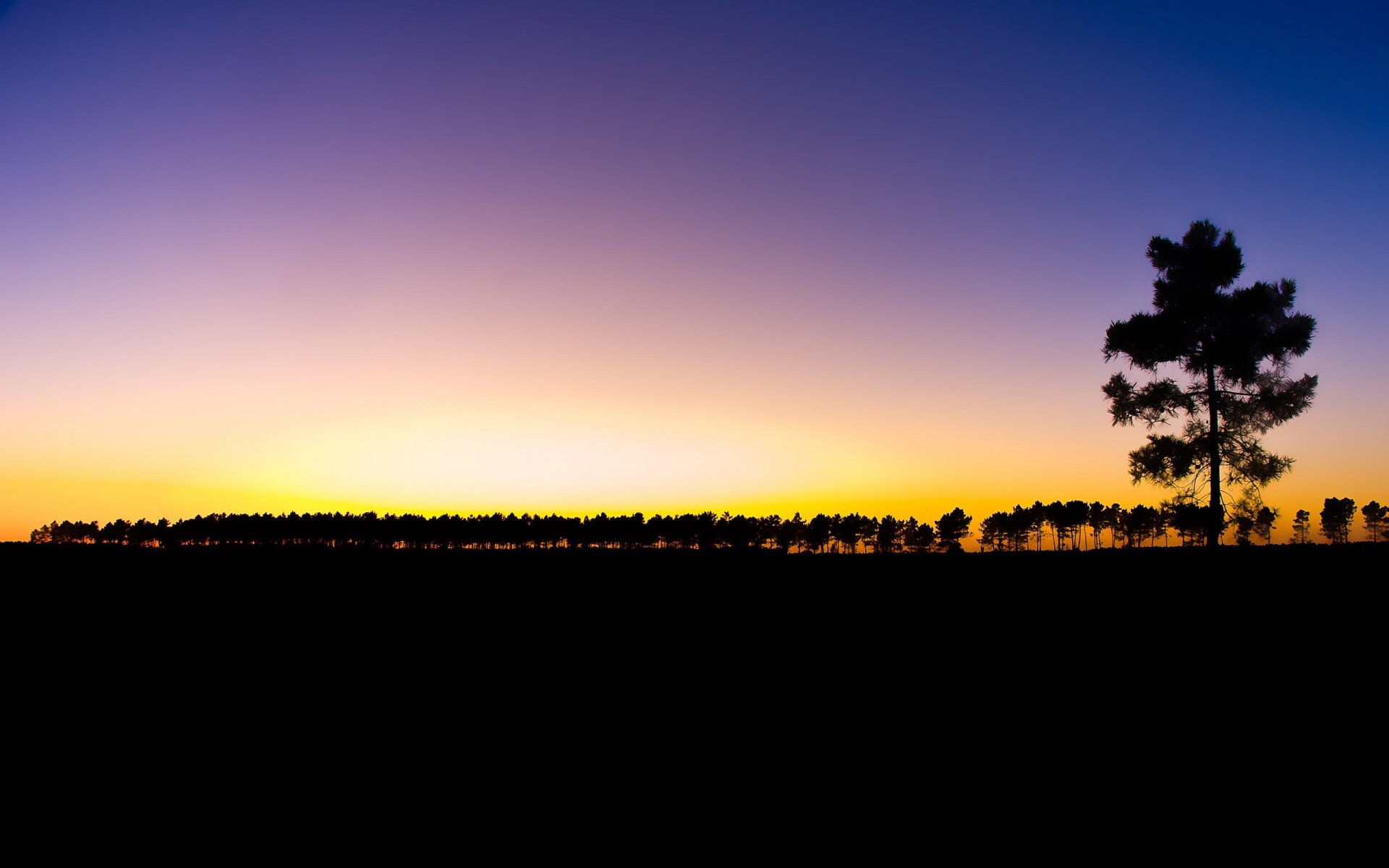 arbre coucher de soleil ciel