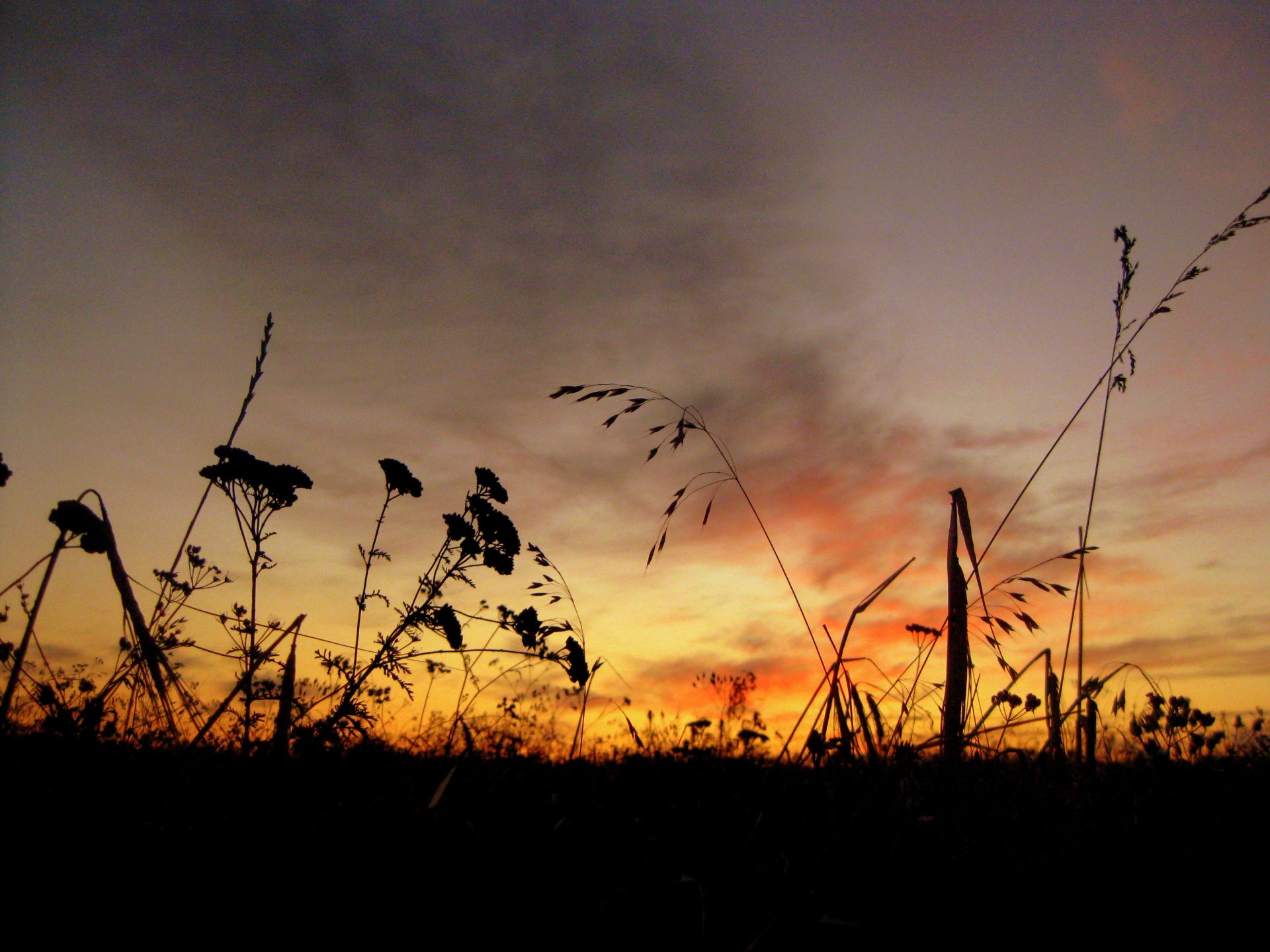 aube herbe ciel