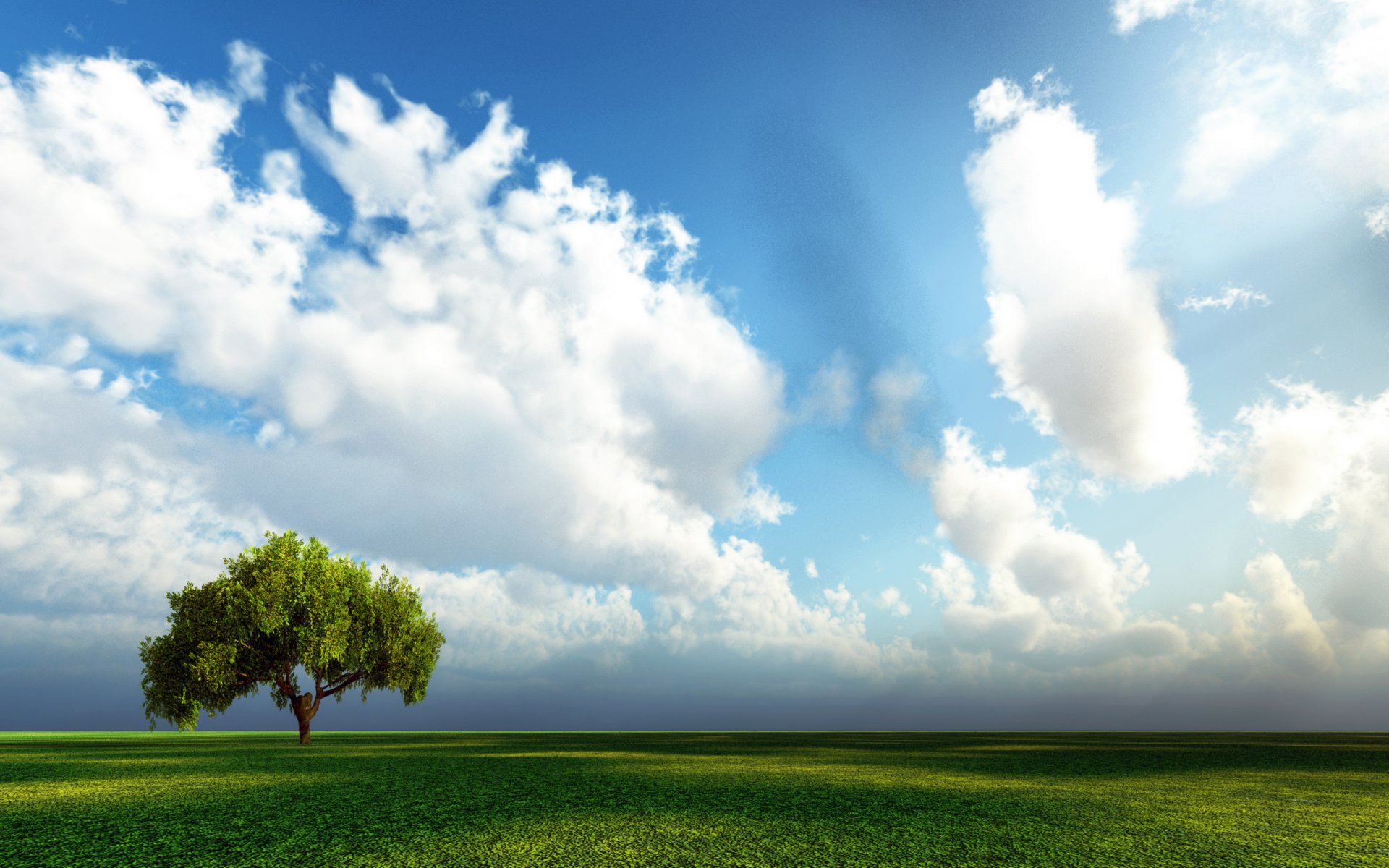 cielo albero campo erba