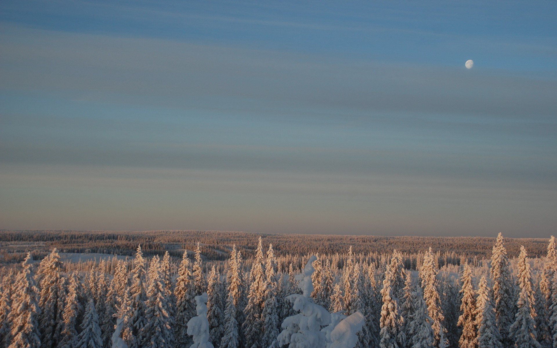 bosque invierno luna nieve cielo