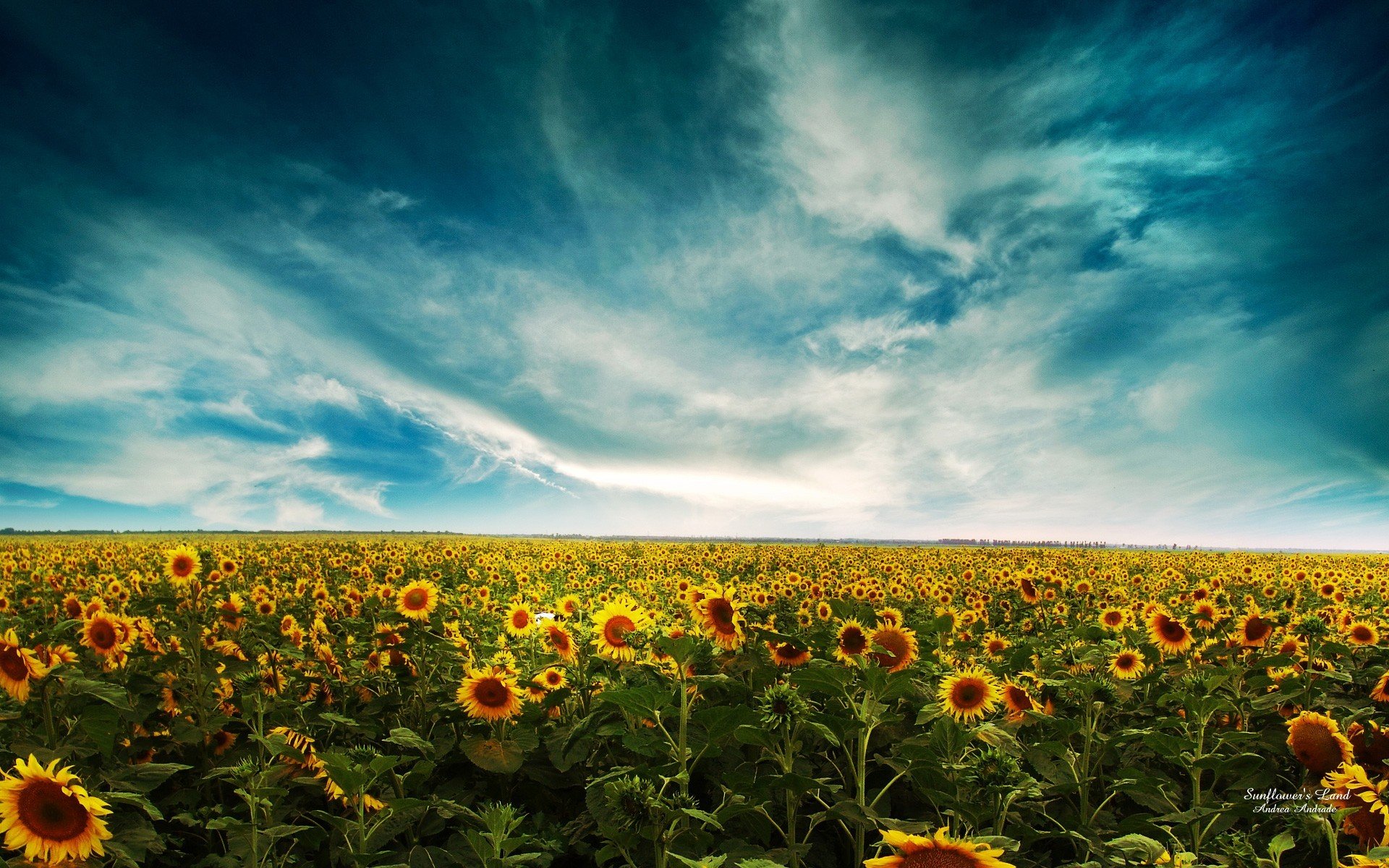 girasoli campo cielo nuvole