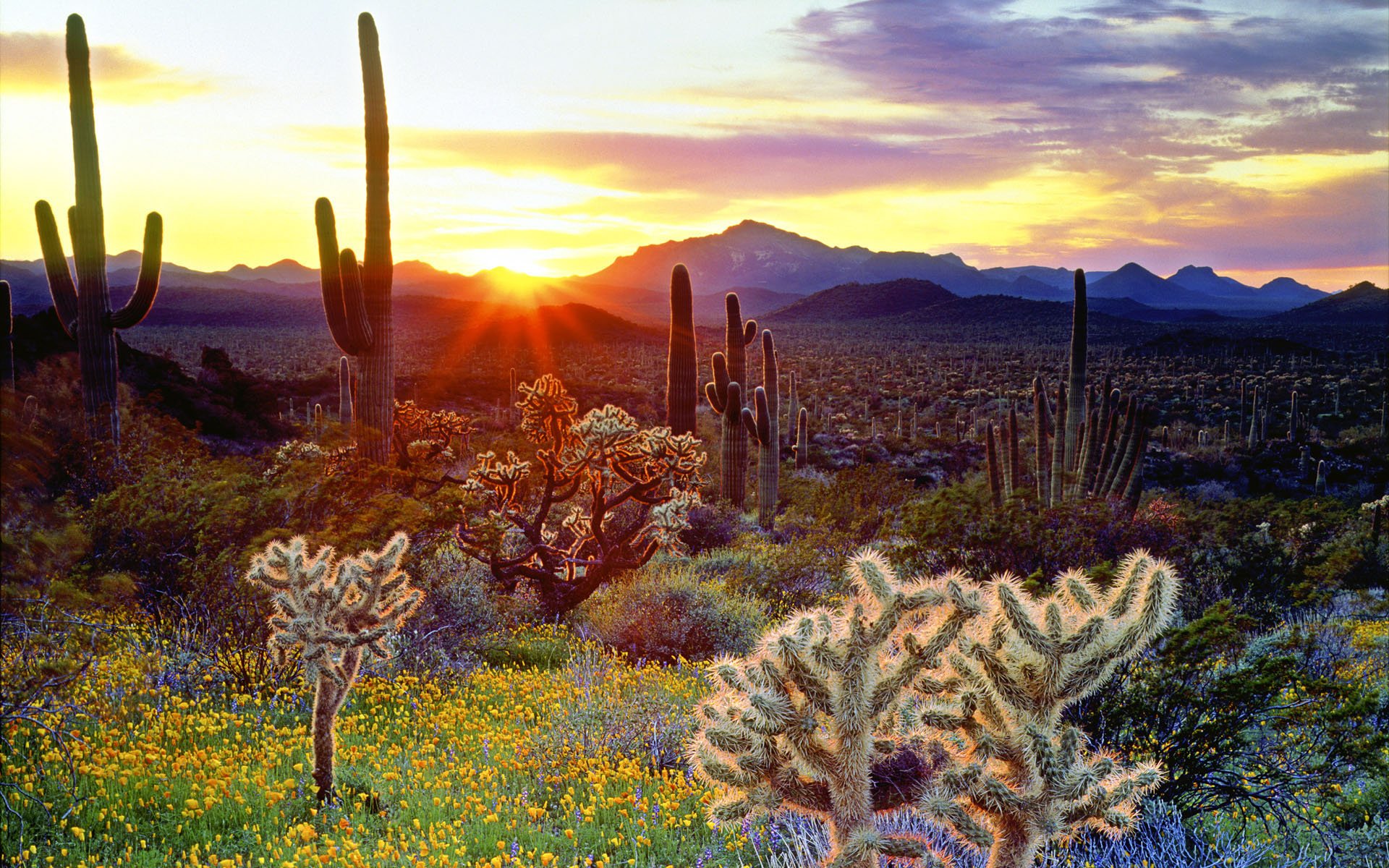 cactus flower mountain sun sunrise rays sky