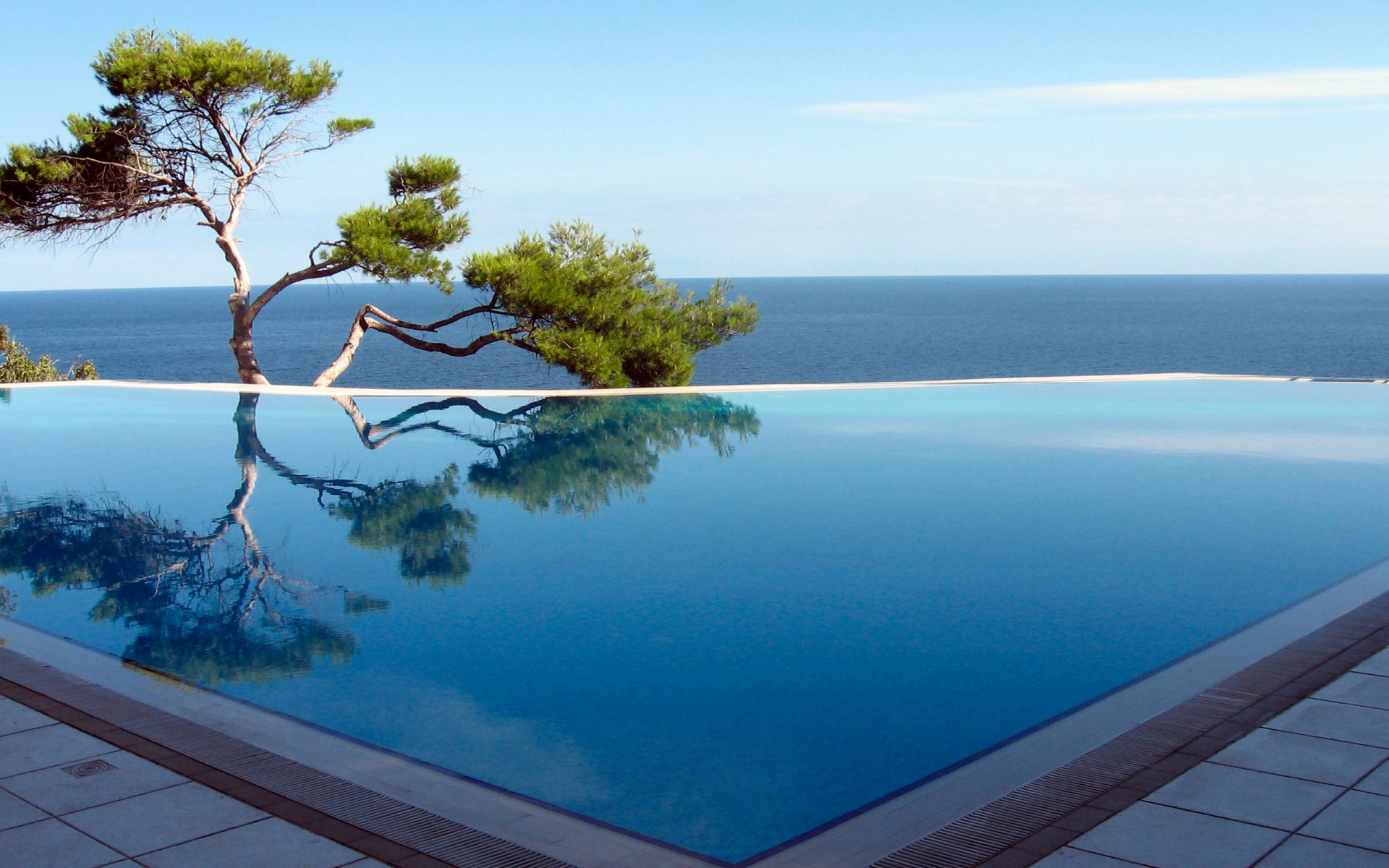 pool tree sea