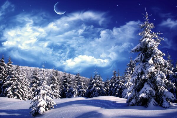 Notte d inverno nella pineta