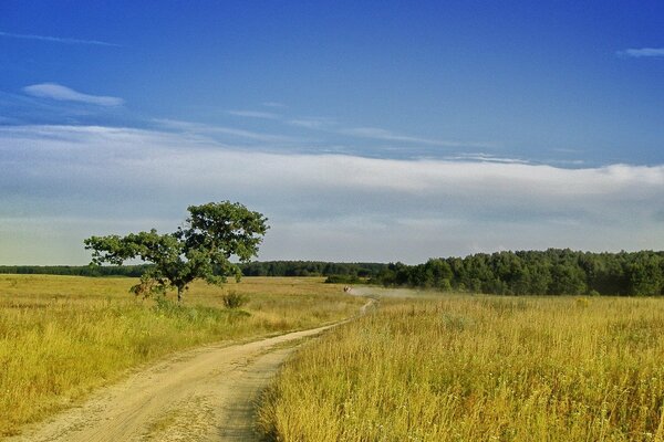 The road to the field in summer