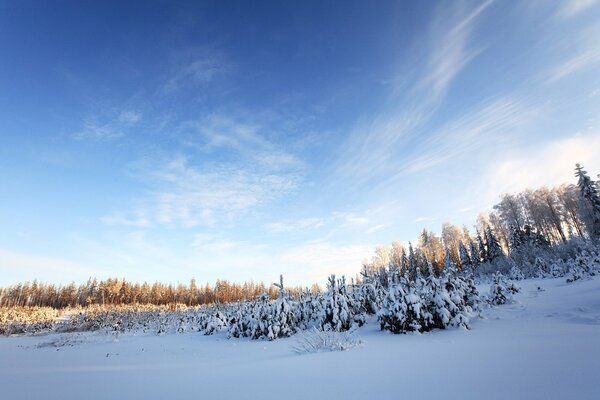 Wild forest in winter attire