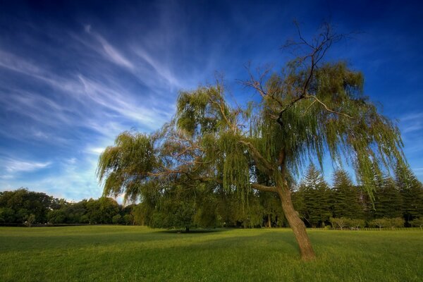 Arbre solitaire sur fond de ciel