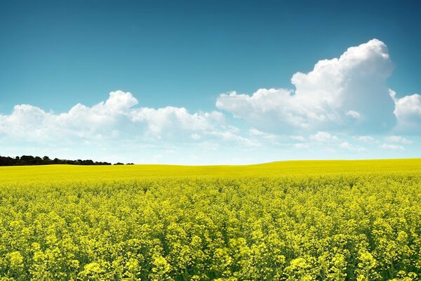 Verano. Campo limpio con flores