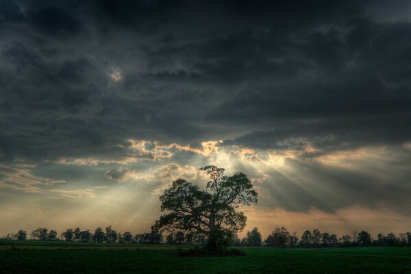A lonely tree in the field is illuminated by rays through the clouds