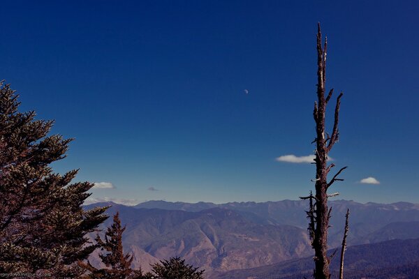 Fotos de ramas de árboles y montañas