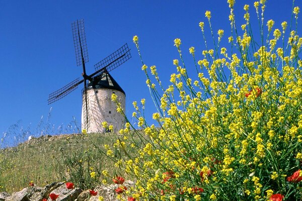 Behind the yellow flowers is a mill