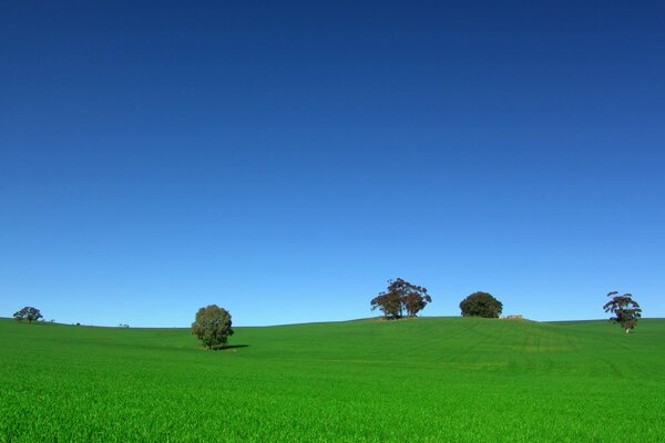 Alberi rari nel campo. cielo blu