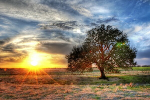 A tree in the middle of a field in the rays of the sun